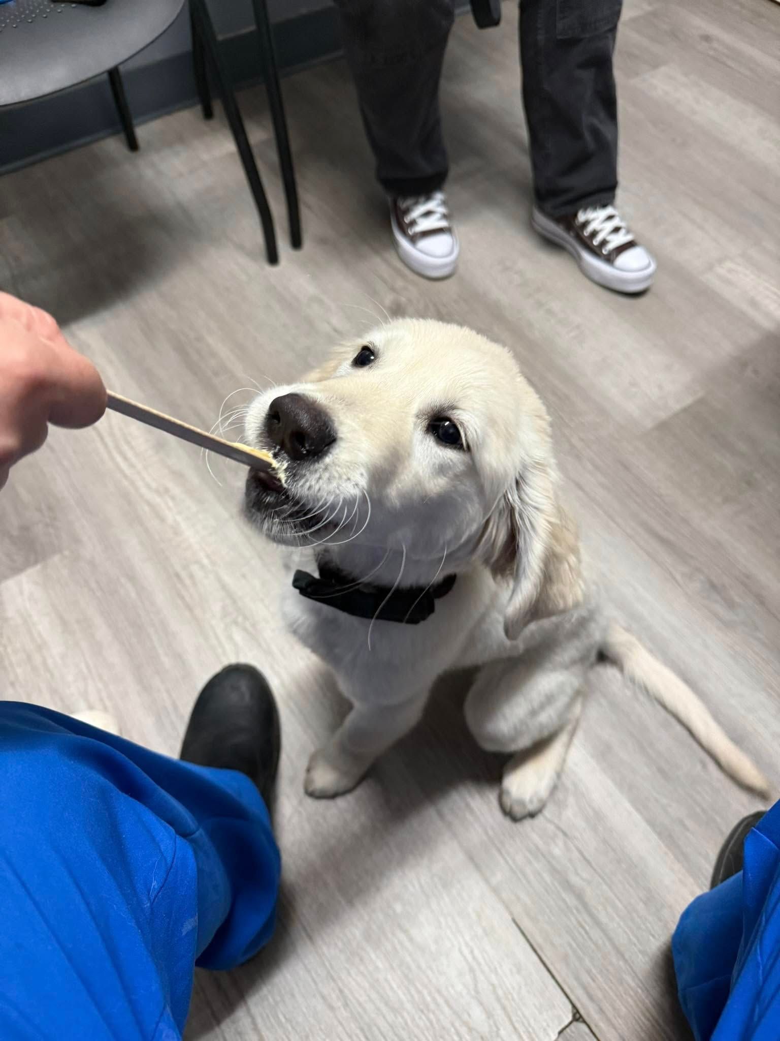A smiling golden retriever puppy is getting a treat from a spoon, indoors, with people nearby.