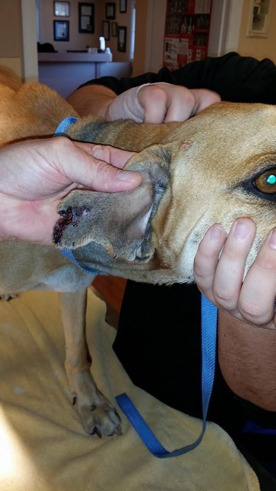 Dog with injured ear being held by a person; tan fur, blue leash, vet's office setting.