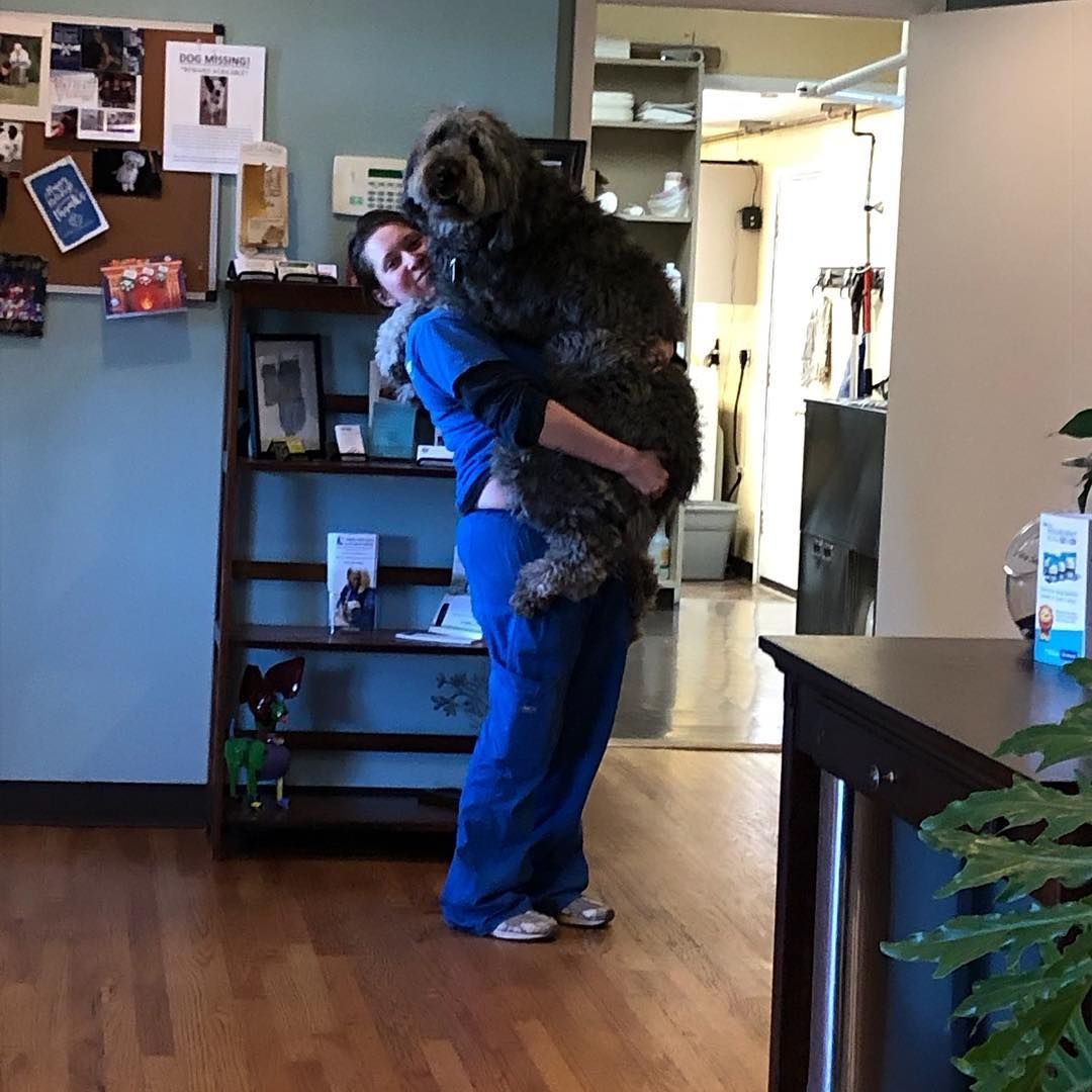 Veterinarian in blue scrubs holding a large, fluffy, dark dog indoors.