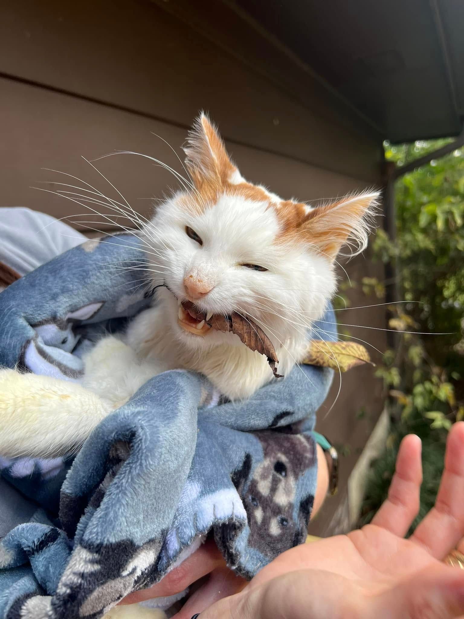 Cat, white with orange markings, eating something, held in blue blanket.