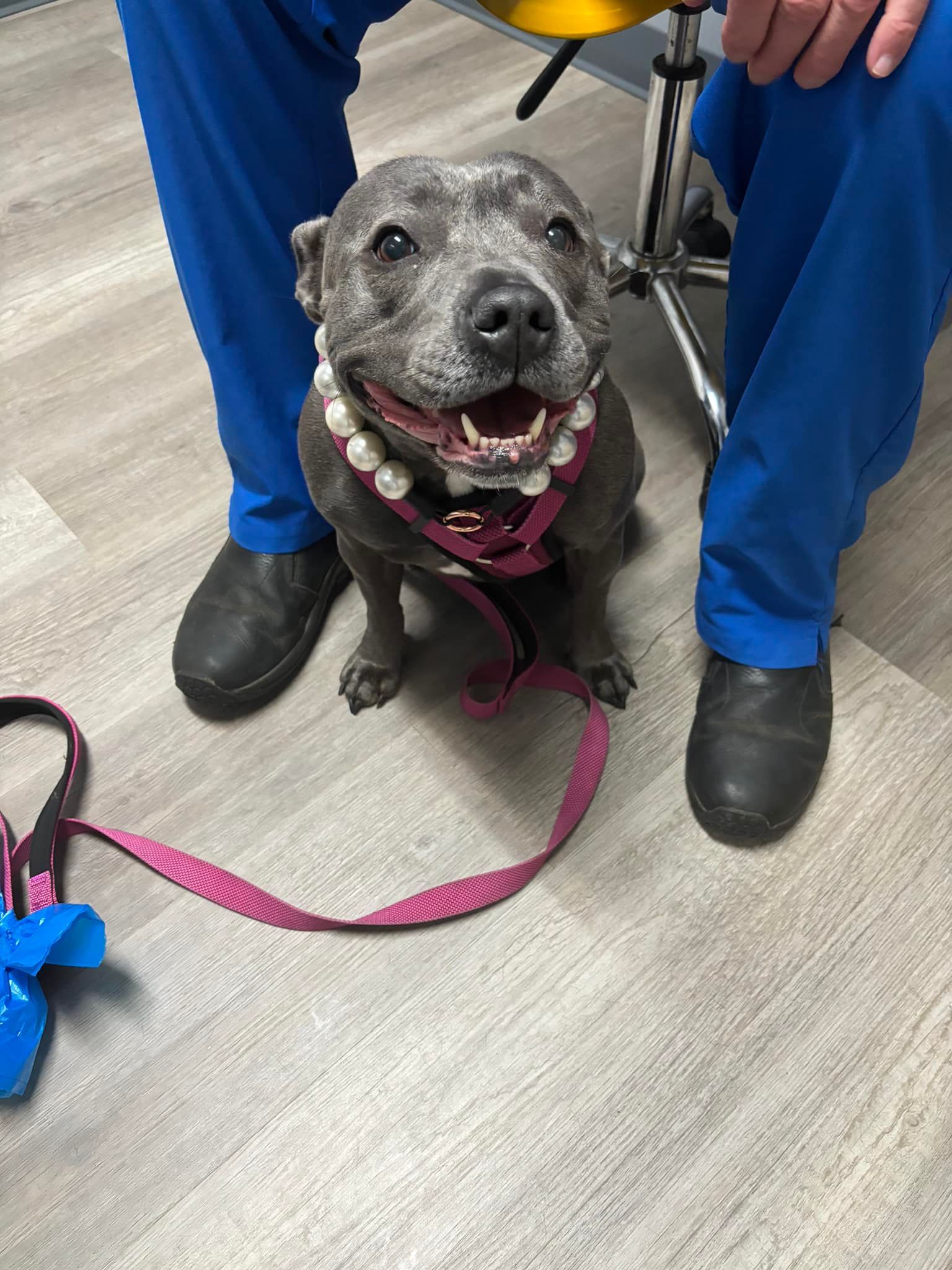 Smiling gray dog wearing a pearl necklace and pink harness, sitting near person in blue pants.