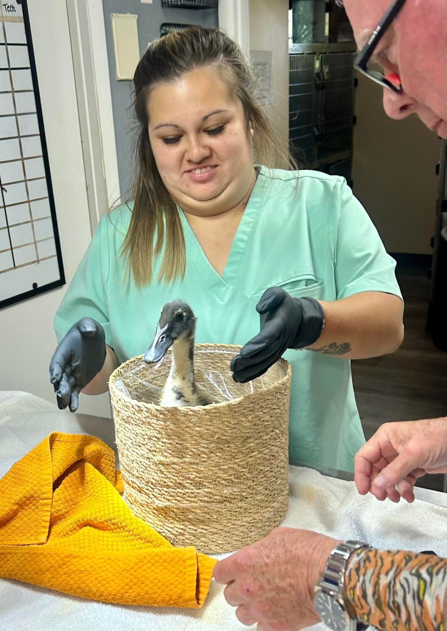 A veterinary tech in scrubs gently holds a baby bird in a wicker basket, assisted by another person.