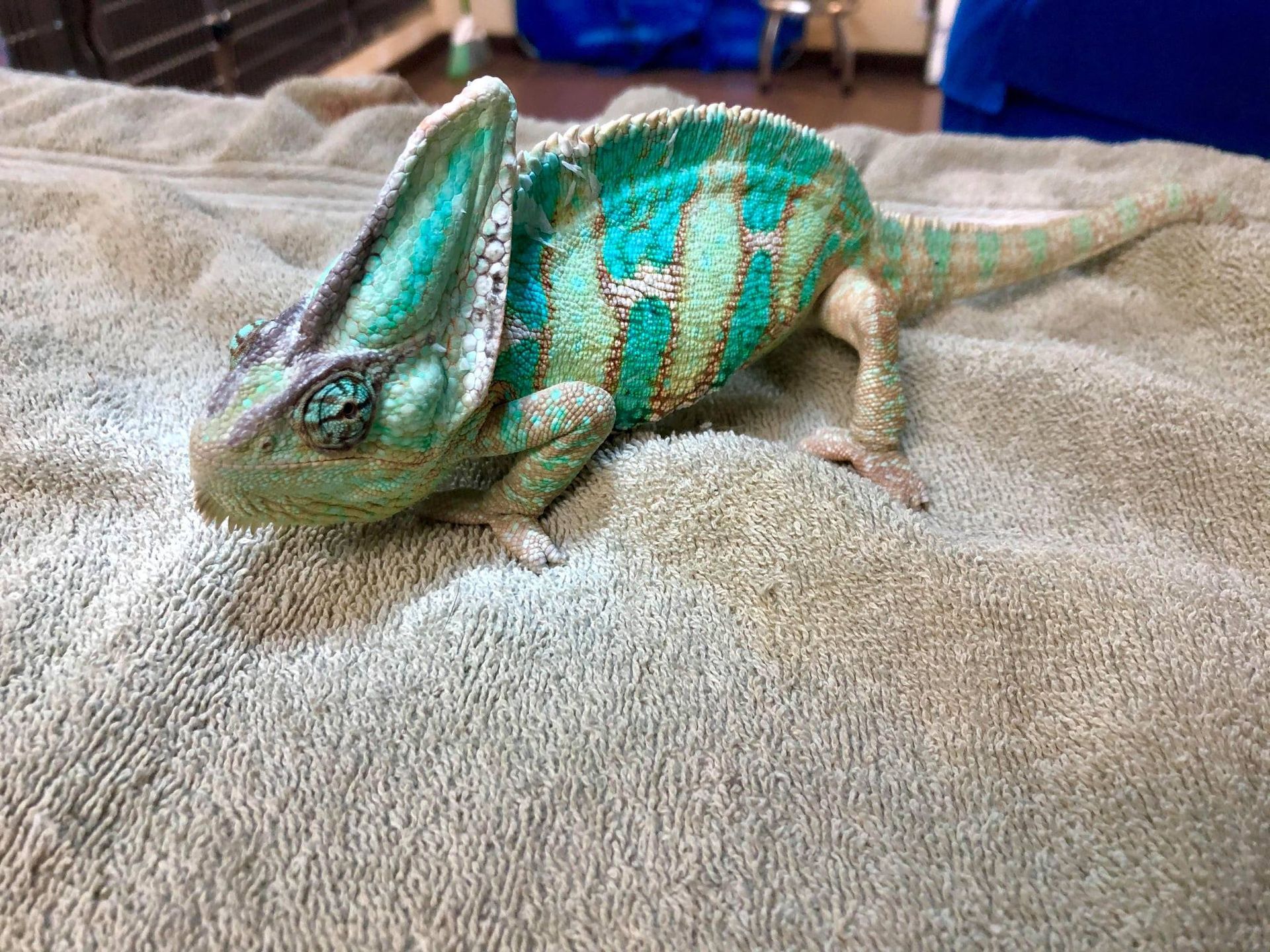 Green and teal chameleon on a gray towel; it has a large casque and is in a room.