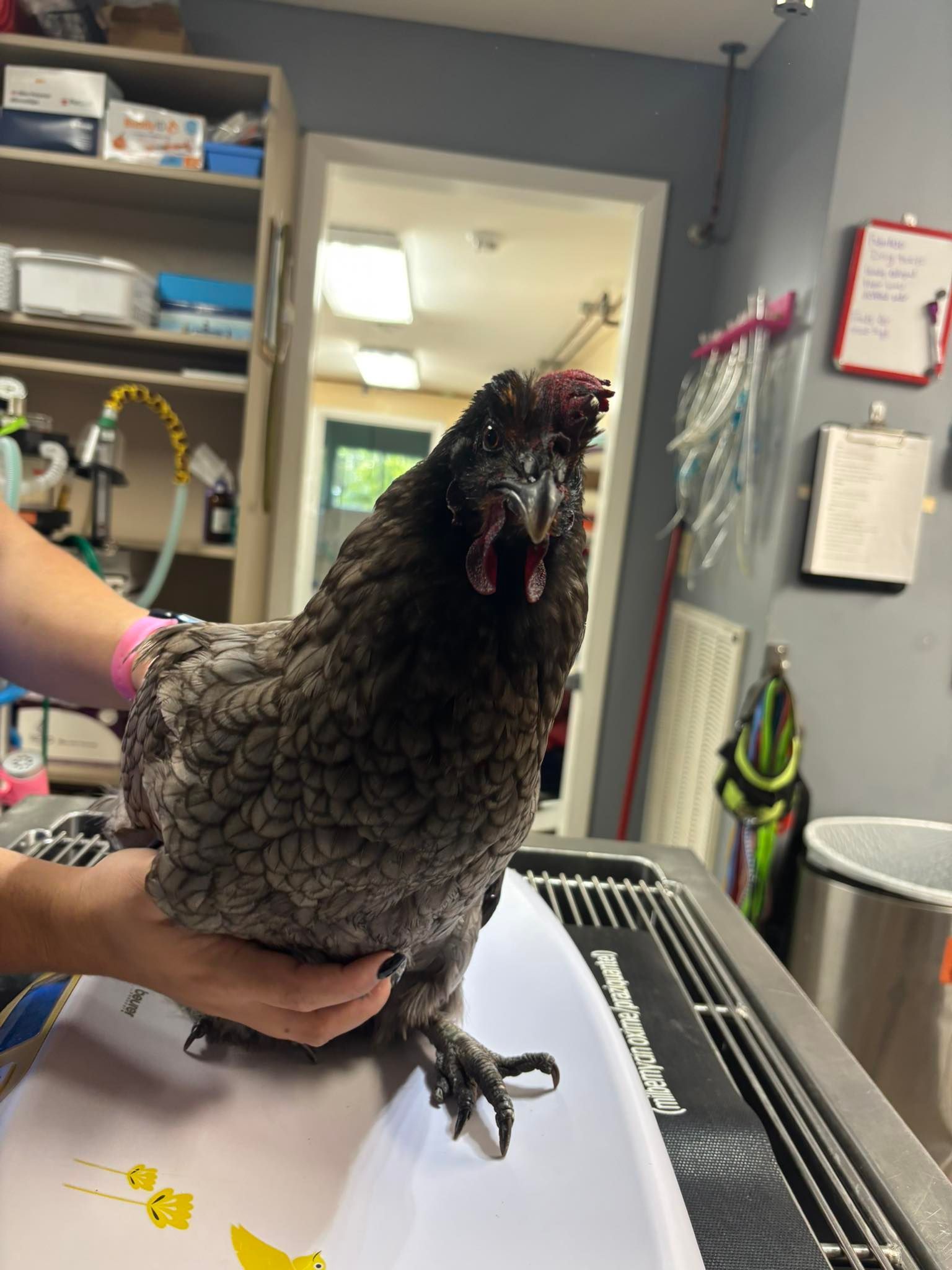A cockatiel perched on a person's hand, stethoscope visible. The person wears a blue scrub shirt.
