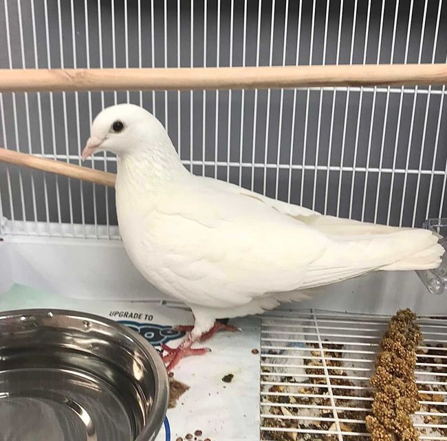 The Animal Care Center Of Ooltewah