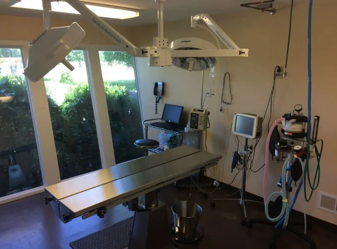 Veterinary surgery room: stainless steel table, overhead lights, monitoring equipment, and window view of green foliage.