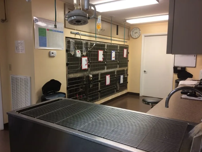 Veterinary exam room with stainless steel table, animal cages, and medical equipment.