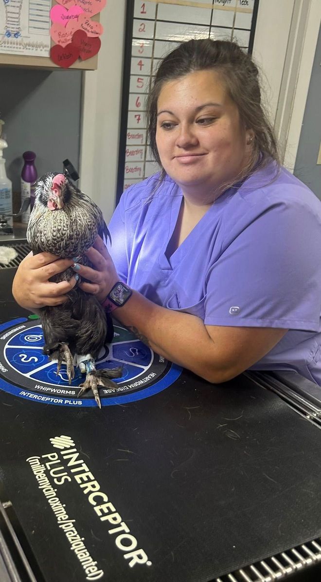 Woman in purple scrubs holding a speckled chicken indoors.