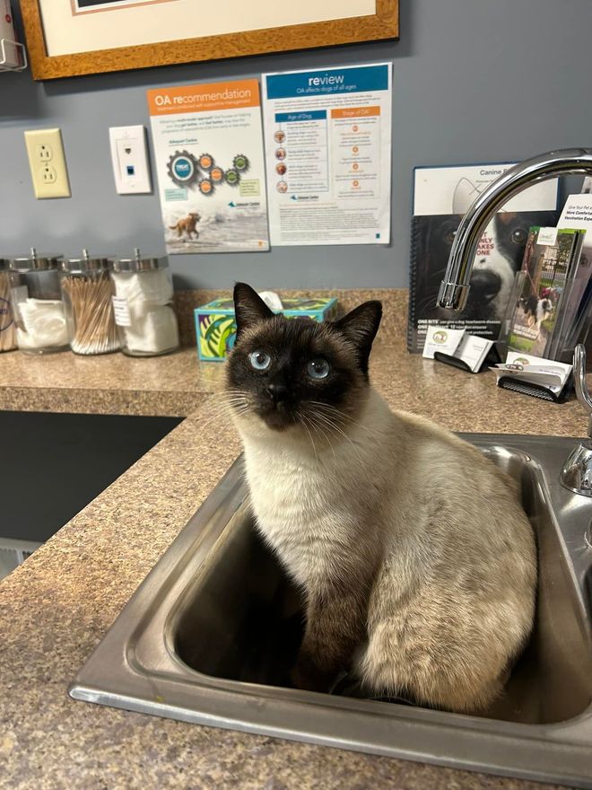 Siamese cat with blue eyes sitting in a stainless steel sink in a veterinary clinic.
