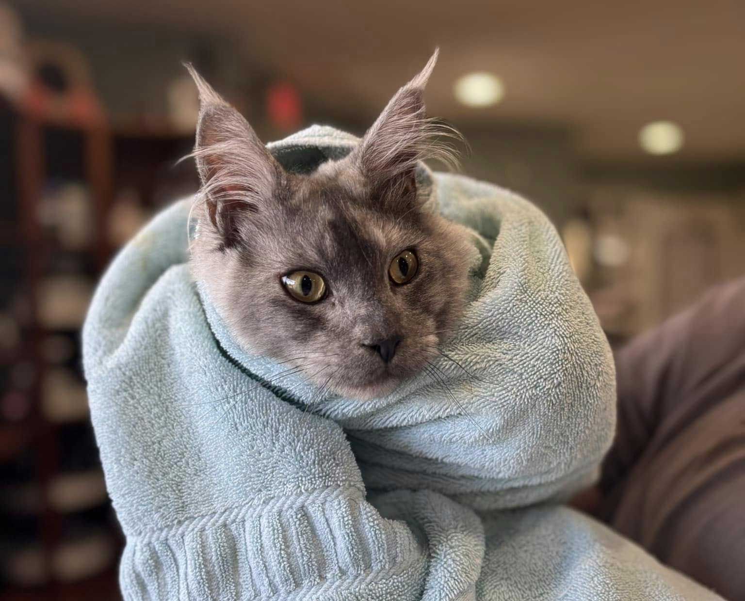 The Animal Care Center Of Ooltewah