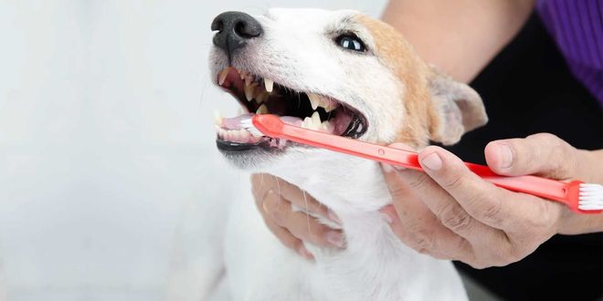 The Animal Care Center Of Ooltewah