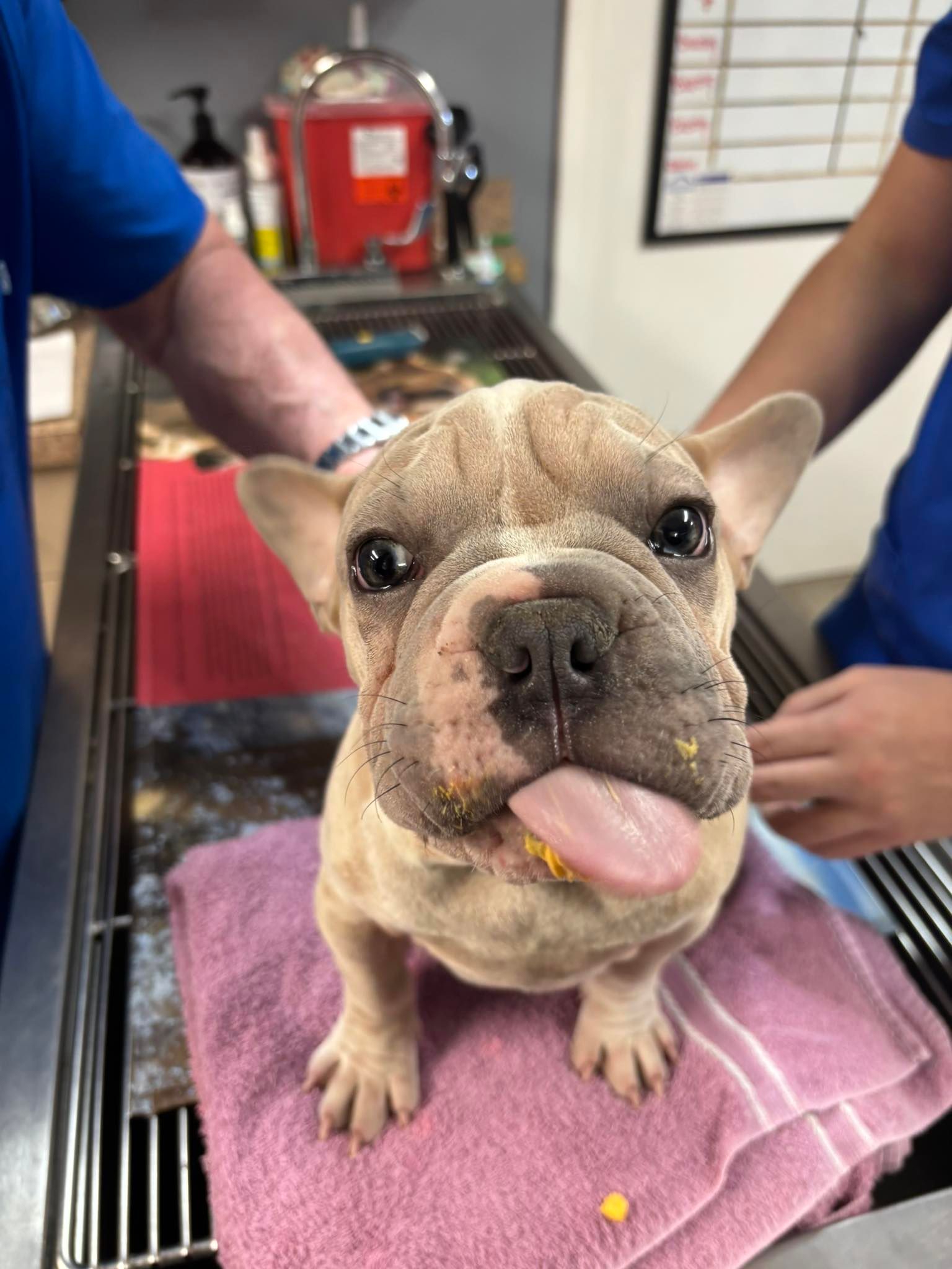 French Bulldog at vet's office with tongue out, pale tan and white coat, on a pink towel.