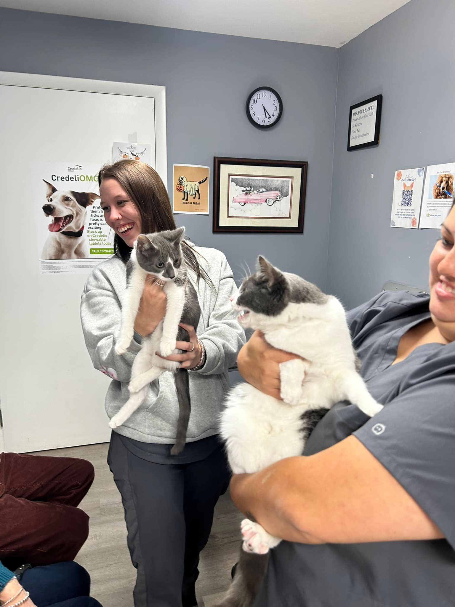 Two veterinary staff members holding grey and white cats in an exam room.