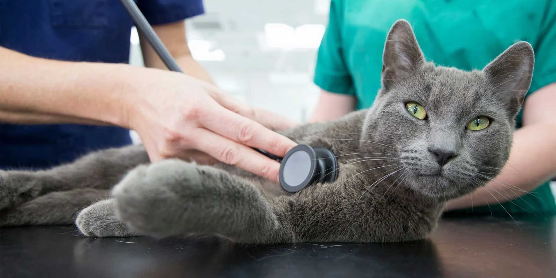 The Animal Care Center Of Ooltewah