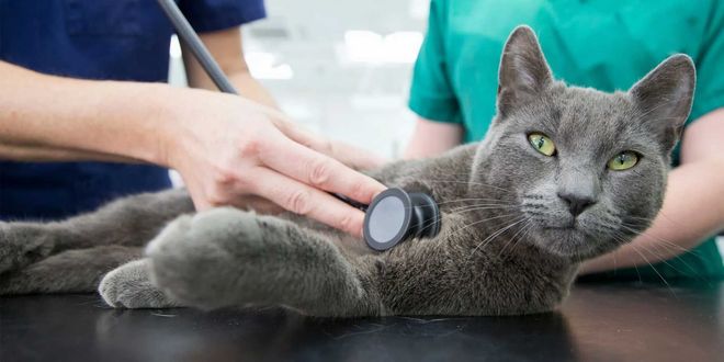 The Animal Care Center Of Ooltewah