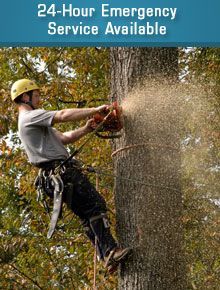 Tree Removal