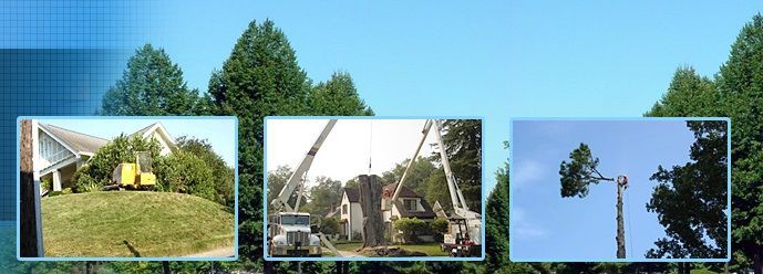 Atlanta, GA Tree Removal