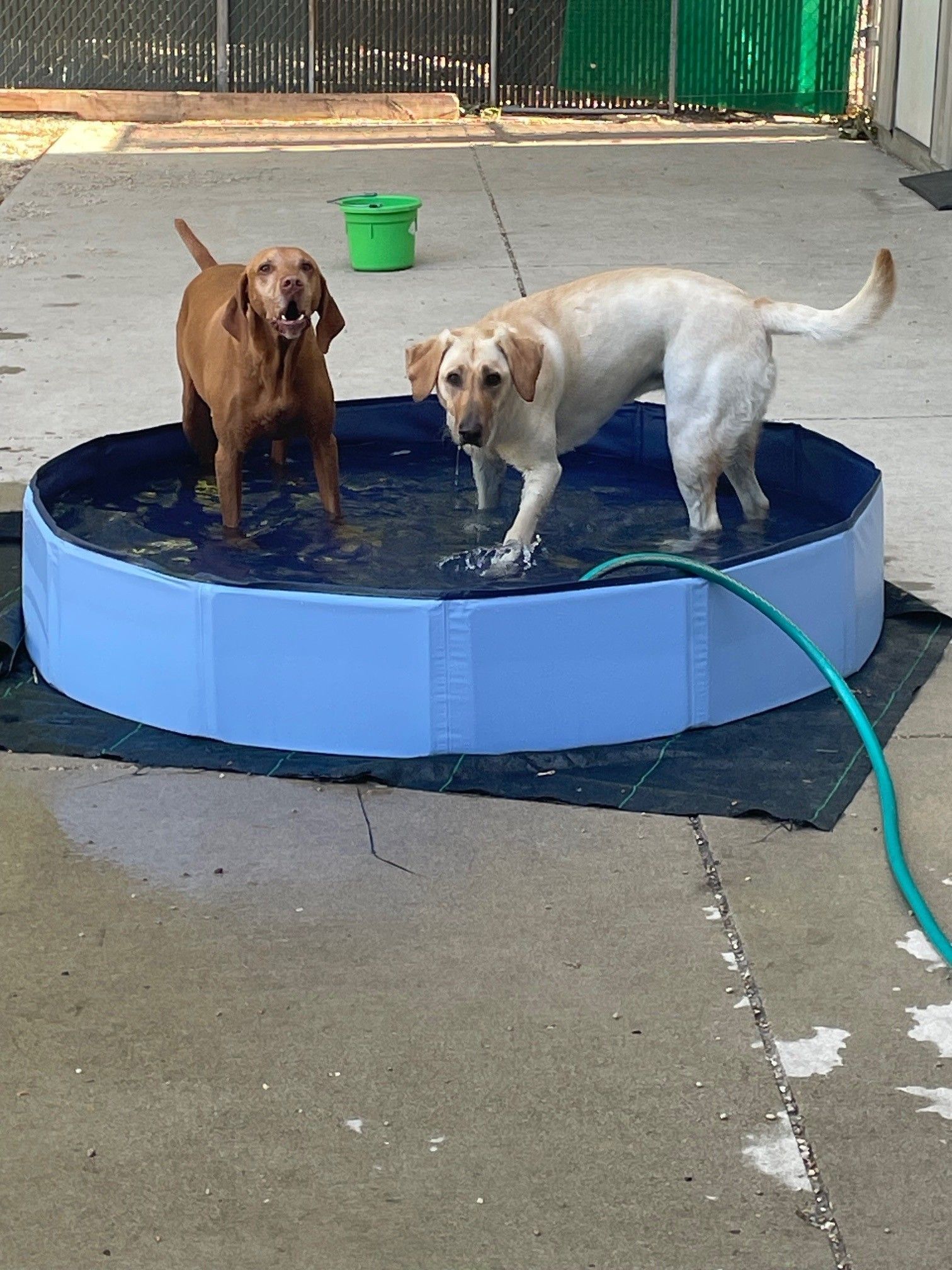 Two dogs are playing in a pool with a hose attached to it