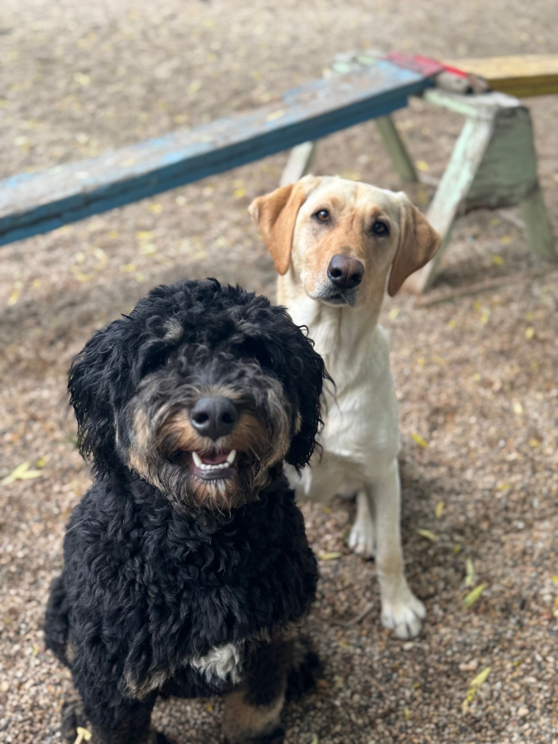 Two dogs are sitting next to each other in front of a picnic table