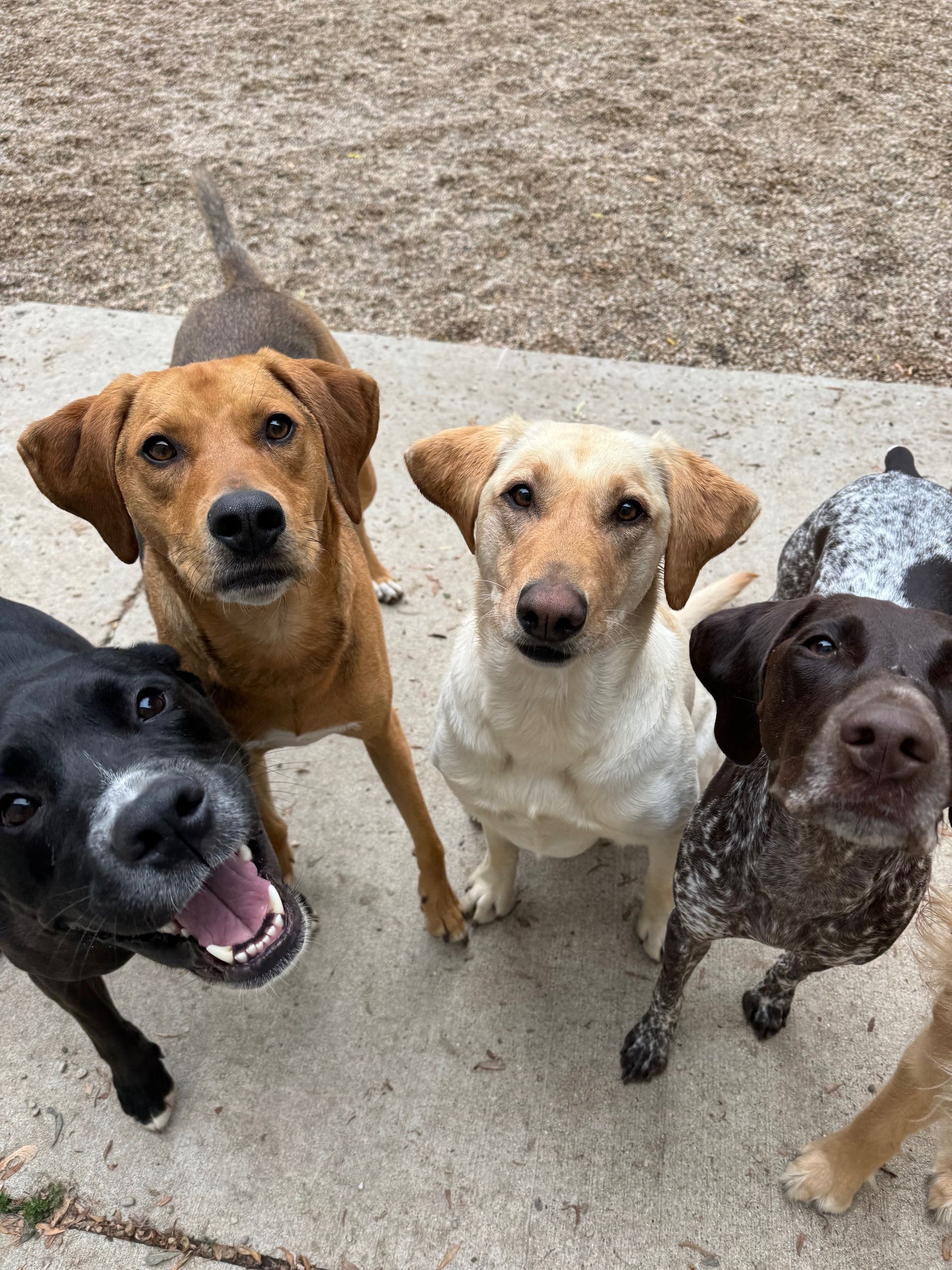A group of dogs are standing next to each other and looking up at the camera