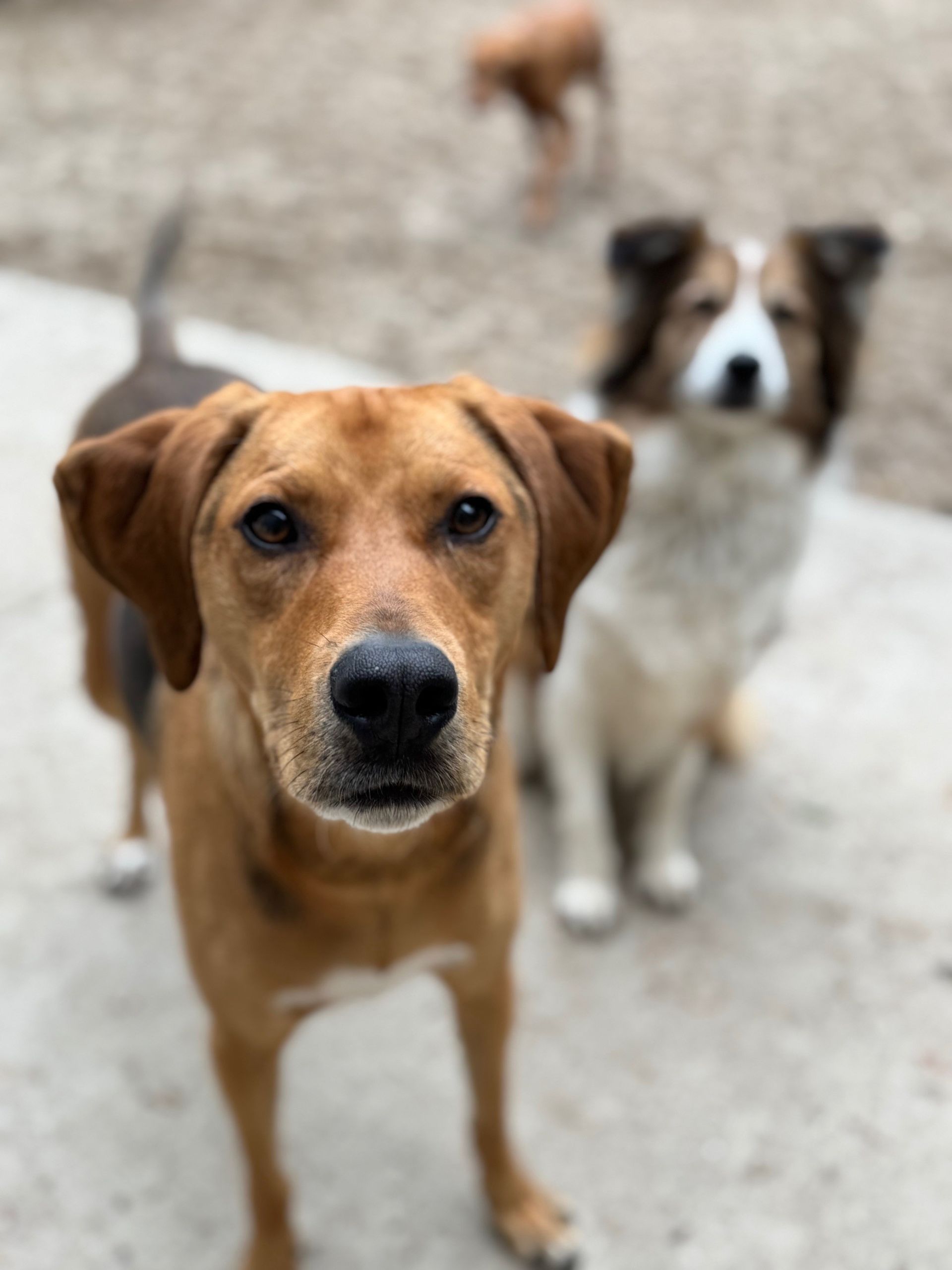 Two dogs are standing next to each other on a sidewalk and looking at the camera