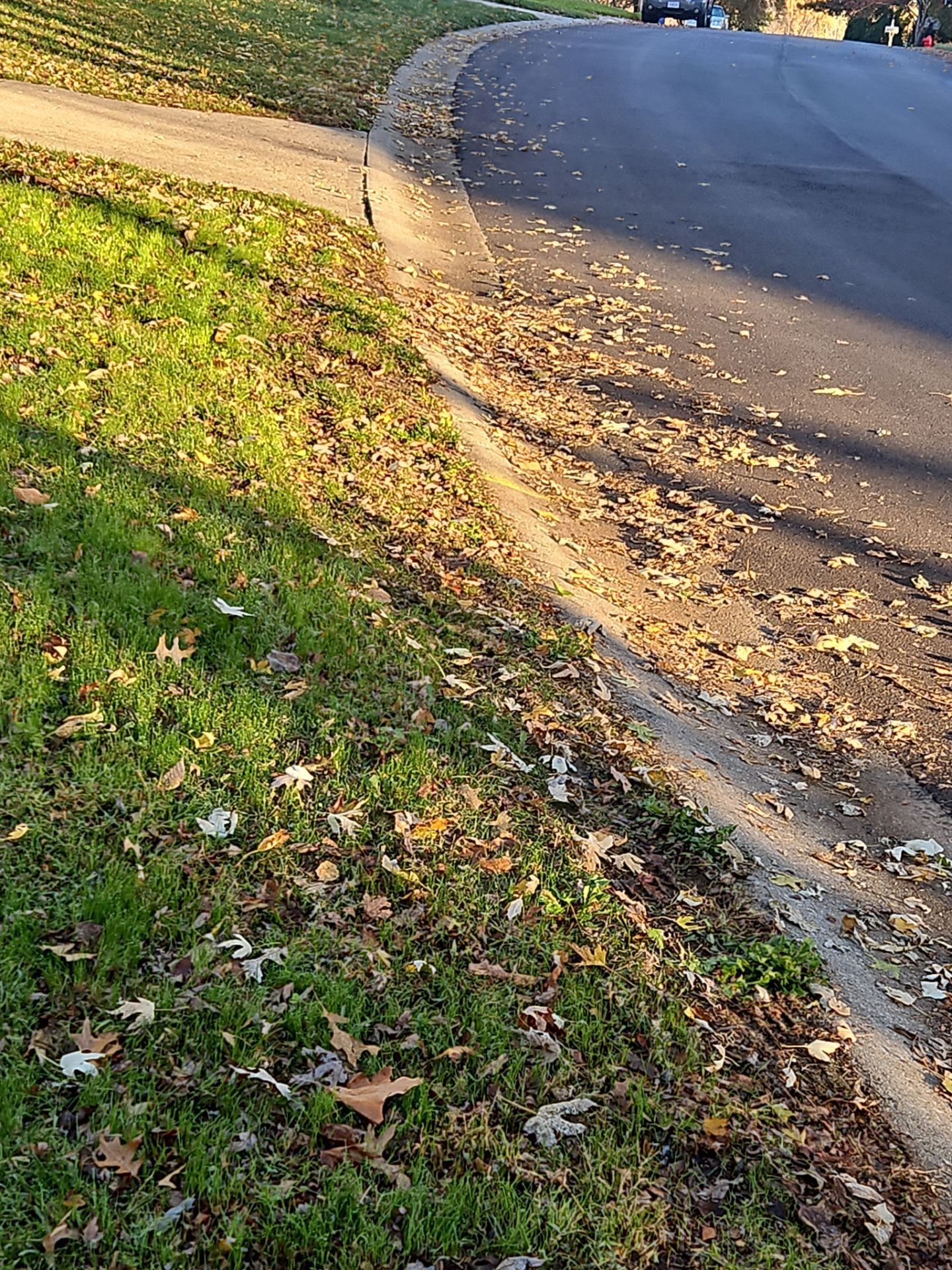 Curved asphalt road and sidewalk border lined with curb, covered with leaves. Green grass on the left.