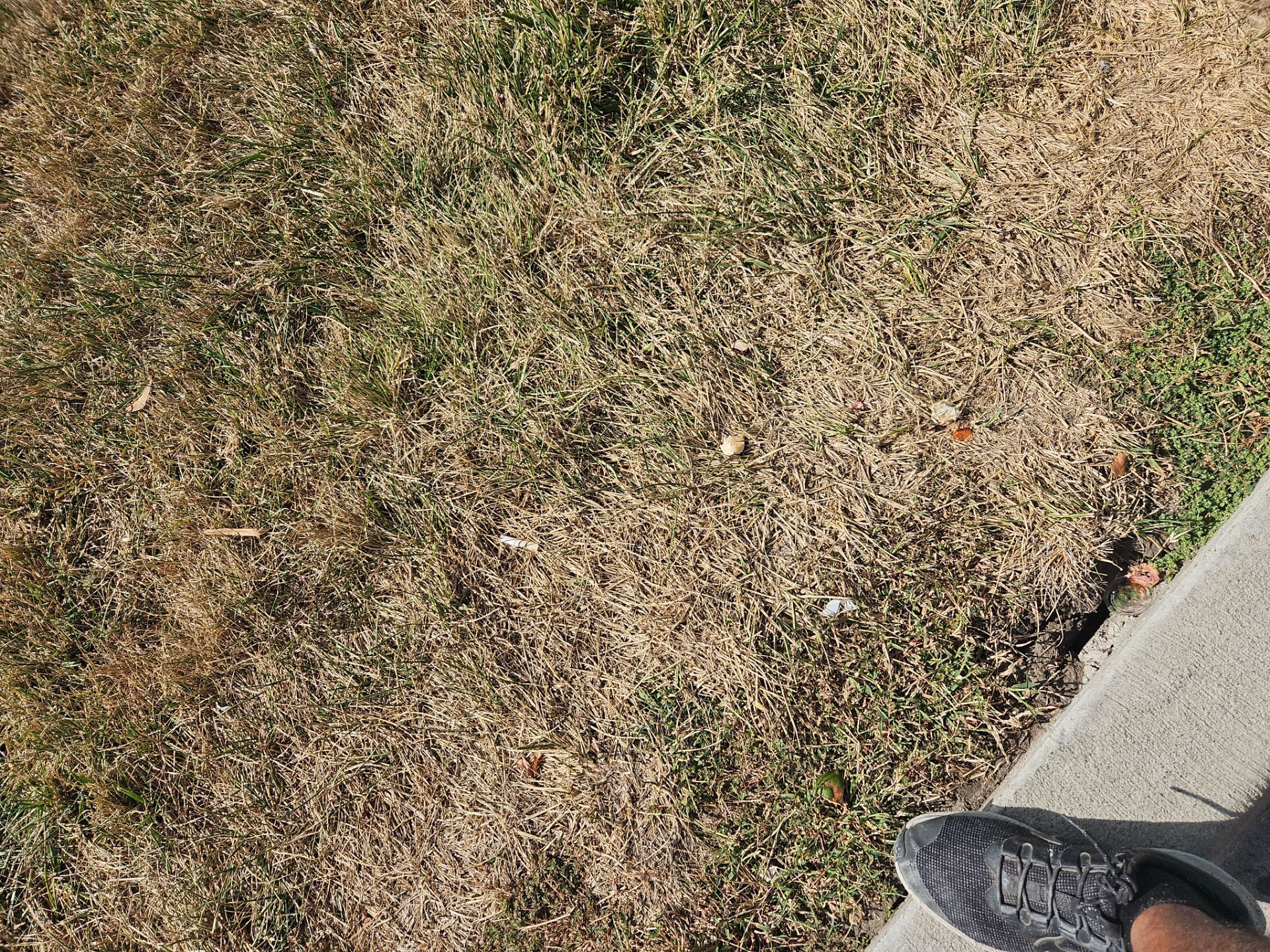 Dried-out grass next to a sidewalk, with a portion of a shoe visible.