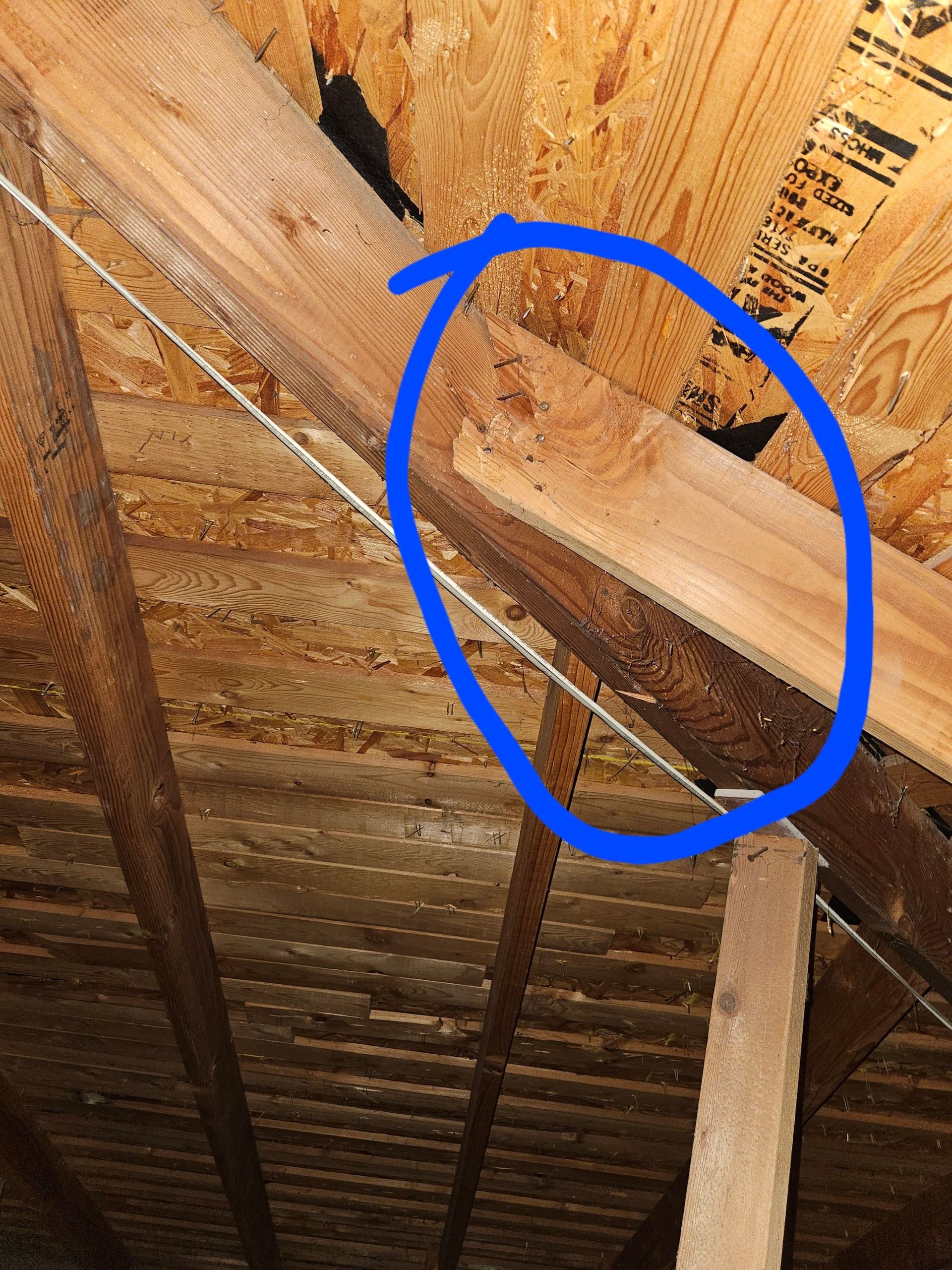 Wood beam in an attic with wood rot, highlighted by a blue circle.