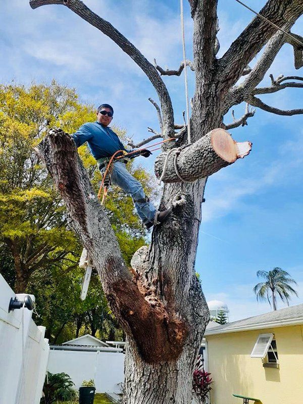 Tree service