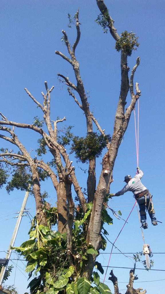 Perez Vasquez Tree Service Inc | Concrete | Pinellas County FL