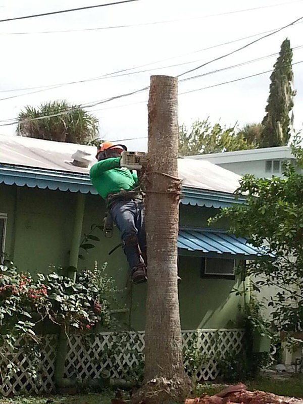 Tree service
