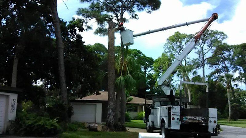 Tree service