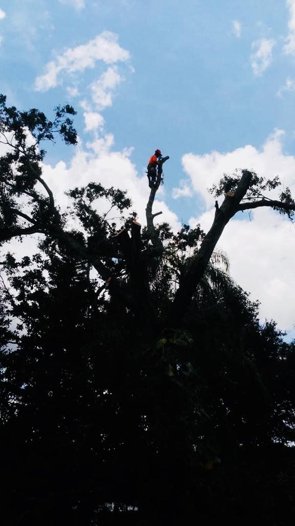 Tree service