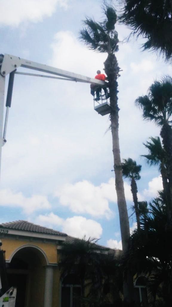 Tree service