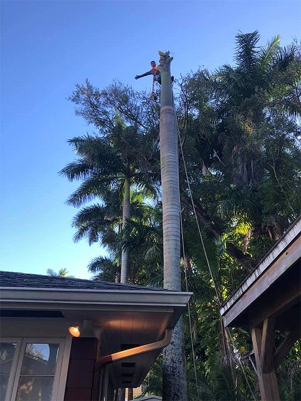 Tree service