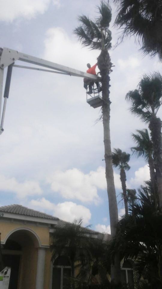 Tree service