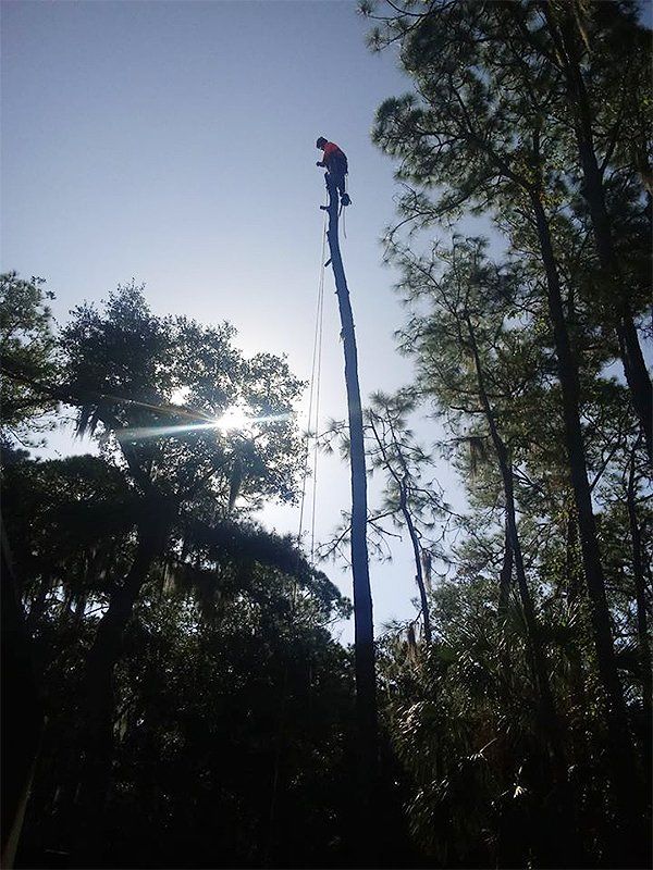 Tree service