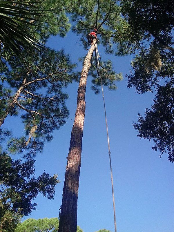 Tree service