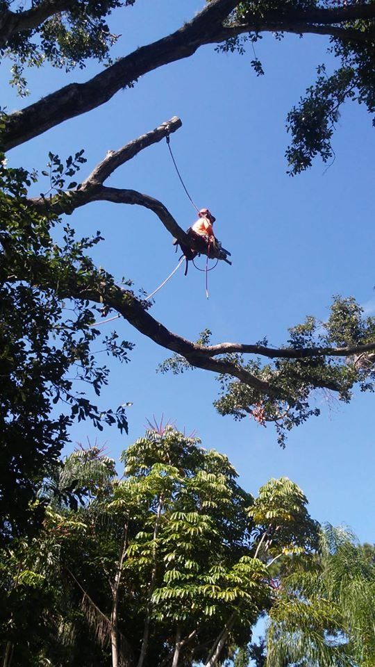 Tree service
