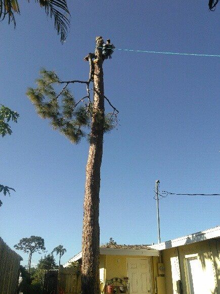 Tree service