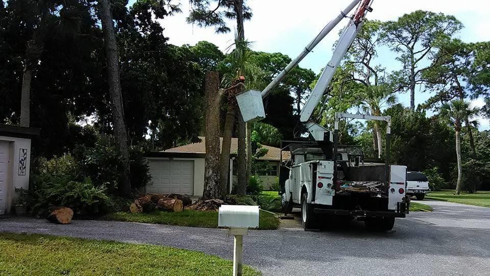 Tree service