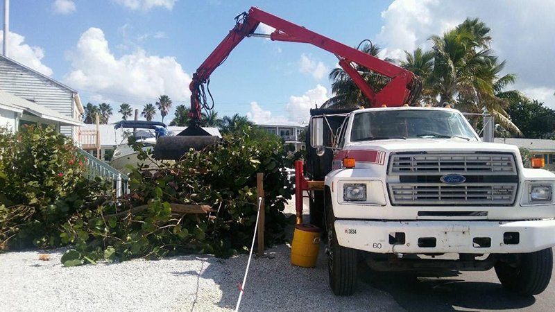 Tree service