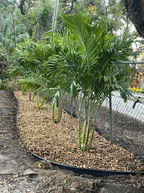 Row of young palm trees planted in a mulched bed beside a path and chain-link fence
