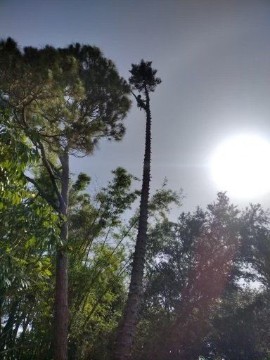 sun shining through high trees