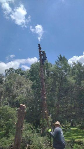 men working on high trees