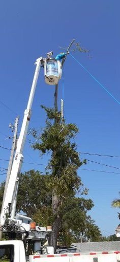 man on white truck working on high trees