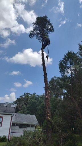 man working on high tree