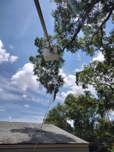 forestry bucket truck and high trees