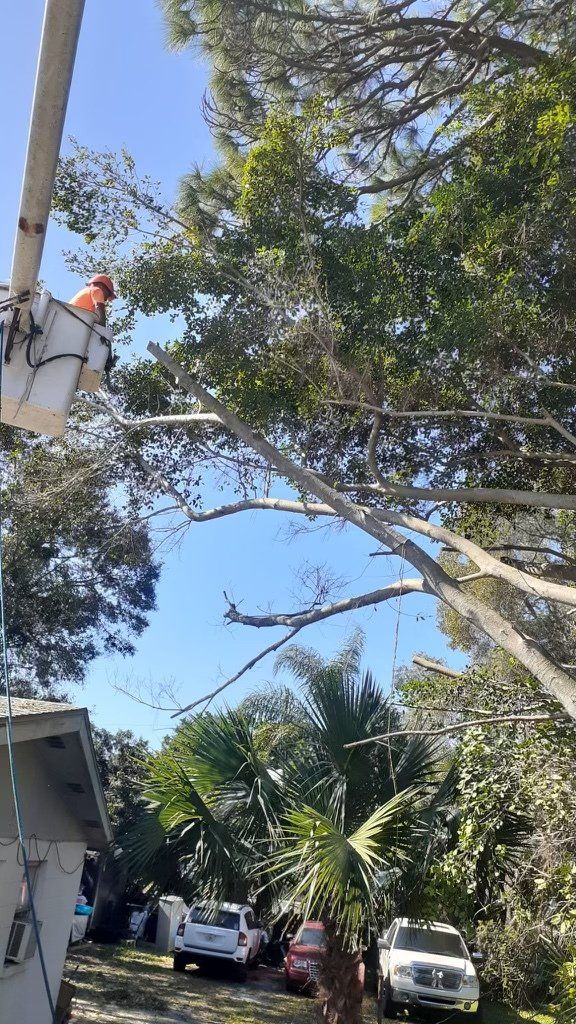Tree Service