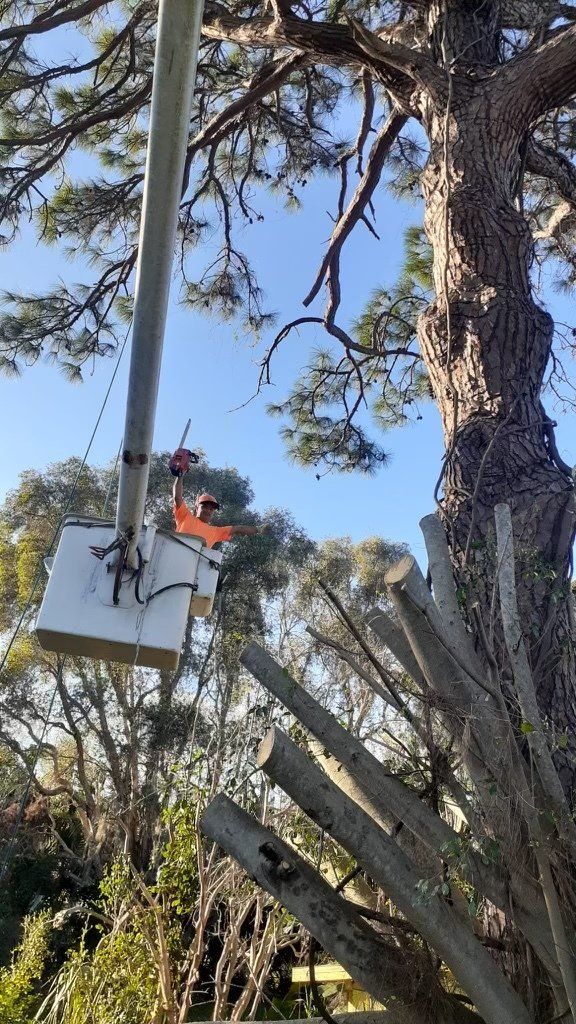 Tree Service